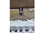 Adopt Koda a Cattle Dog