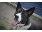 Adopt Rover a Border Collie, Siberian Husky