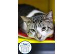 Adopt Bandit a Domestic Short Hair