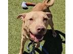 Adopt Wiley a Pit Bull Terrier