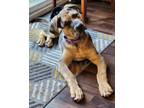 Adopt Mozzarella - Big and Handsome Boy a Pit Bull Terrier, Shepherd