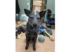 Adopt Pico a Cattle Dog, Mixed Breed