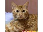 Adopt Scout a Domestic Short Hair