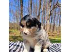 Aussiedoodle Puppy for sale in Lewis, IN, USA