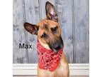 Adopt Max a German Shepherd Dog, Labrador Retriever