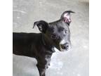 Adopt Olive a Pit Bull Terrier