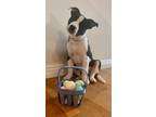 Adopt Checkers-ADOPT Me!! a Pit Bull Terrier, Boxer