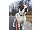 Adopt Scrappy *HERE IN NH* a Mixed Breed