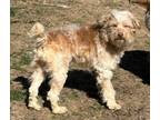 Adopt Romeo a Goldendoodle, Miniature Poodle