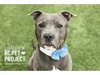 Adopt Limerick a Pit Bull Terrier, Mixed Breed