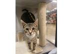 Adopt Cruz a Tabby