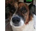 Adopt Jack - City of Industry Location a Spaniel, Jack Russell Terrier
