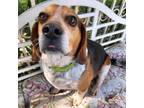 Adopt Lambert - Claremont Location a Beagle