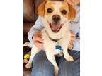 Adopt Danny a Terrier, Mixed Breed