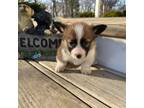 Pembroke Welsh Corgi Puppy for sale in Arthur, IL, USA
