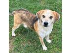 Adopt Harold a Beagle