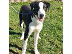 Adopt Pierce a Border Collie