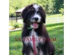 Mutt Puppy for sale in Martinsville, IN, USA