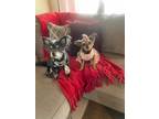 Adopt COCO AND PRINCE a Yorkshire Terrier