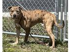 Adopt Red in great danger after being abused!! a Pit Bull Terrier