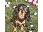 Cavalier King Charles Spaniel Puppy for sale in Wimberley, TX, USA