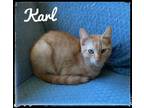 Adopt Karl a Domestic Short Hair