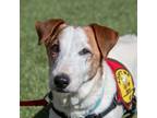 Adopt Frank a Jack Russell Terrier, Mixed Breed