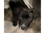 Adopt Taft a Labrador Retriever