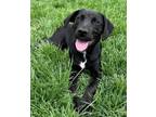 Adopt Eddie a Labrador Retriever