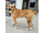 Adopt Maverick a Labrador Retriever, Mixed Breed