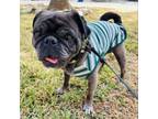 Adopt Pixel a Pug