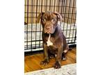 Adopt Magnum a Pit Bull Terrier