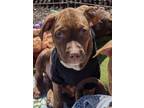 Adopt Tipsy a Pit Bull Terrier