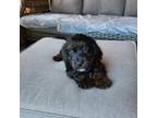 Cavapoo Puppy for sale in Hampton, VA, USA