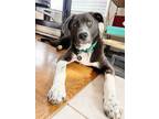 Adopt Chandler a Mixed Breed