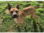 Adopt GOOFY a Black Mouth Cur, Mixed Breed