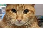 Adopt Phat Cat a Domestic Short Hair