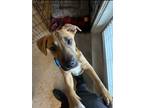 Adopt Jim (New Digs) a Black Mouth Cur