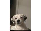 Adopt Coco Barrett (New Digs) a Jack Russell Terrier