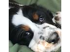 English Springer Spaniel Puppy for sale in San Diego, CA, USA