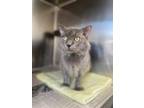 Adopt Duke a Domestic Medium Hair, Domestic Short Hair