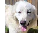 Adopt Gumby a Great Pyrenees