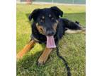 Adopt Bocephus a Rottweiler, Shepherd