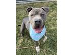 Adopt Grayson a American Staffordshire Terrier