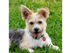 Adopt Crash a Schnauzer, Yorkshire Terrier