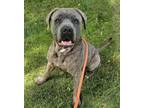 Adopt Diesel a Cane Corso, Mixed Breed