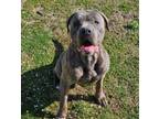 Adopt Diesel a Cane Corso, Mixed Breed