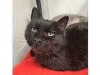 Adopt Boo a Domestic Short Hair