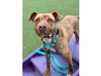 Adopt Beckett a Terrier, Pit Bull Terrier