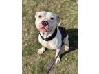 Adopt Paddy a Terrier, Pit Bull Terrier
